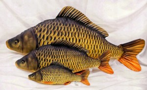 Create meme: fish carp, carp, carp carp