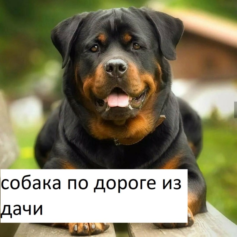 Create meme: dog Rottweiler, Rottweiler , rottweiler breed