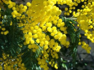 Create meme: flowers, mimosa, Mimosa