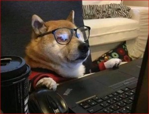Create meme: Shiba inu, Dog, funny pictures