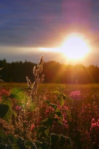 Create meme: nature sunshine, at dawn