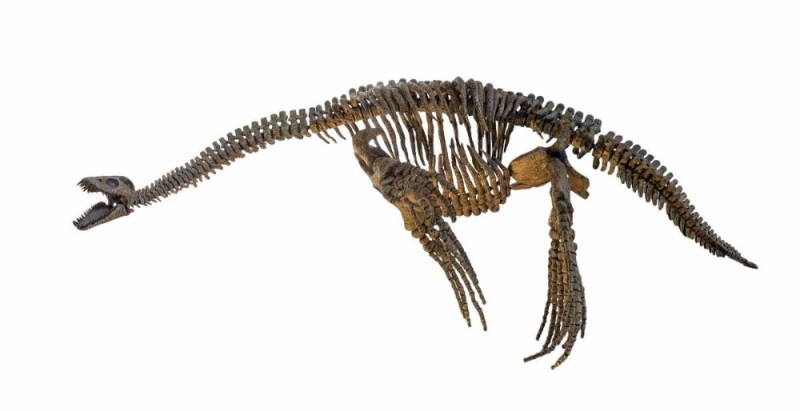 Create meme: the skeleton of a plesiosaur, Elasmosaurus skeleton, the skeleton of a pliosaur