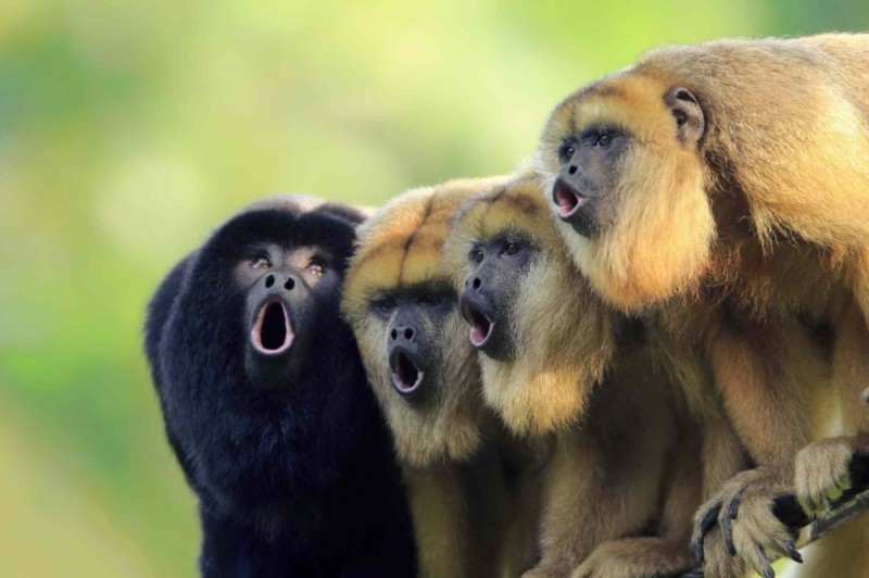 Create meme: The howler monkey of South America, monkey Howler , broad-nosed howler monkeys