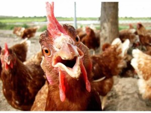 Create meme: bird flu, rooster, funny chicken