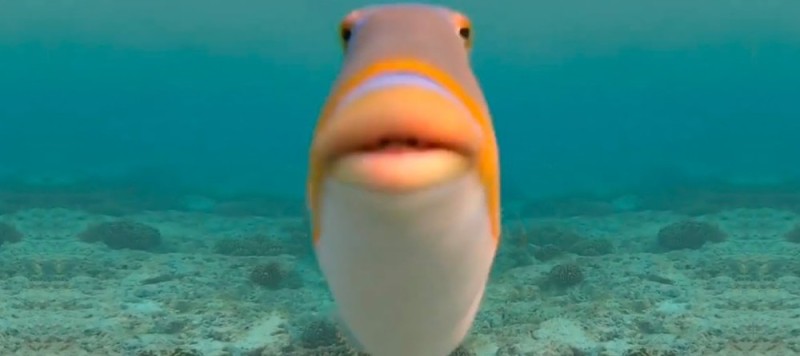 Create meme: fish meme, red fish, dolphin fish