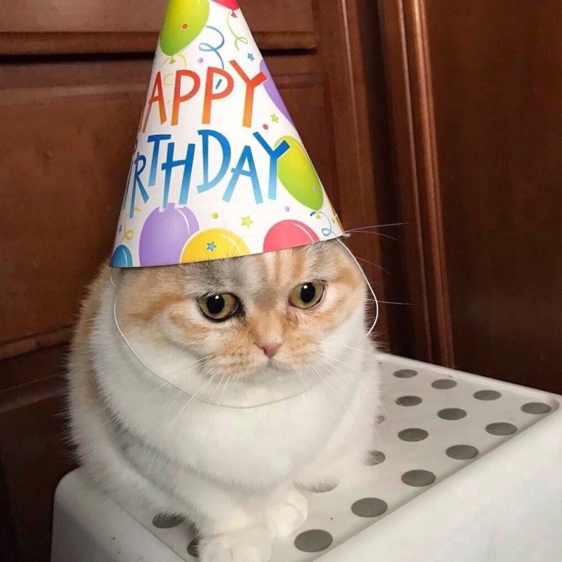 Create meme: a cat in a hat, caps cat, happy birthday cat