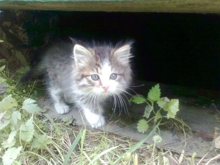 Создать мем: кот, деревенский котенок, маленькая кошечка