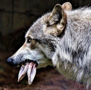 Create meme: wolf, a big wolf, animals wolf