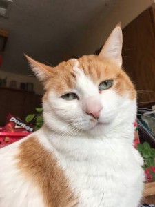 Create meme: seals, cat, ginger white cat