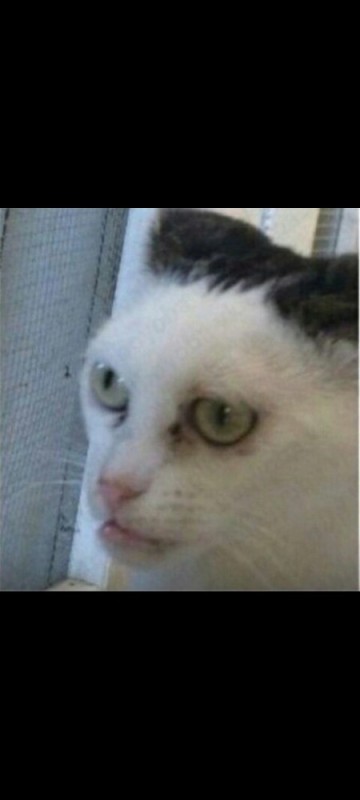 Create meme: The cat with Steve Buscemi's eyes, cat meme , cats memes