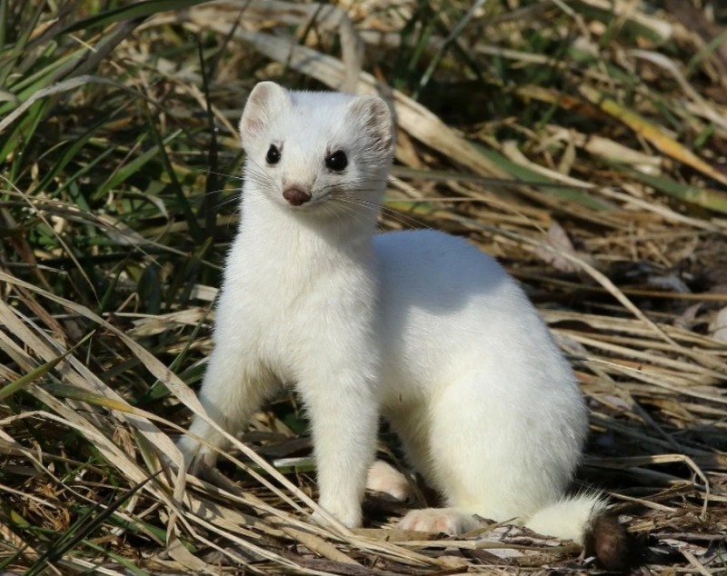 Создать мем: ласка животное, ласка зверек белая, горностай mustela erminea