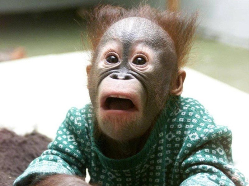 Create meme: funny monkey, surprised monkey meme, funny monkey 