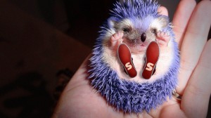 Создать мем: обкуренный ежик, hedgehog, синий еж