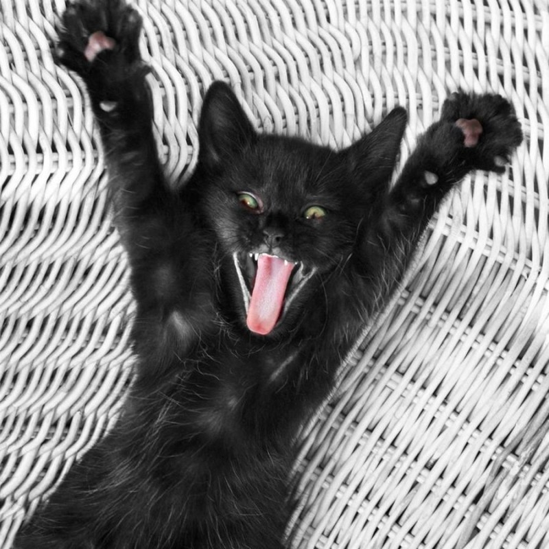 Create meme: evil black kitten, a rabid cat , black cat