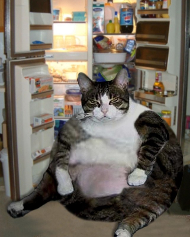 Создать мем: толстый довольный кот, жирный кот, толстые коты