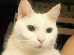 Create meme: cat with different eyes, cat, Angora cat