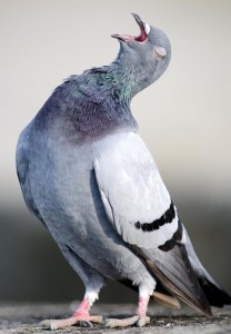 Создать мем: голуби голуби, сизый голубь на белом фоне, смеющийся голубь