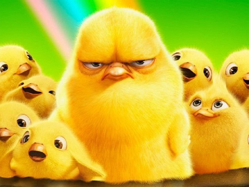 Create meme: angry chicken, a riot of fluffy chicks, angry chick