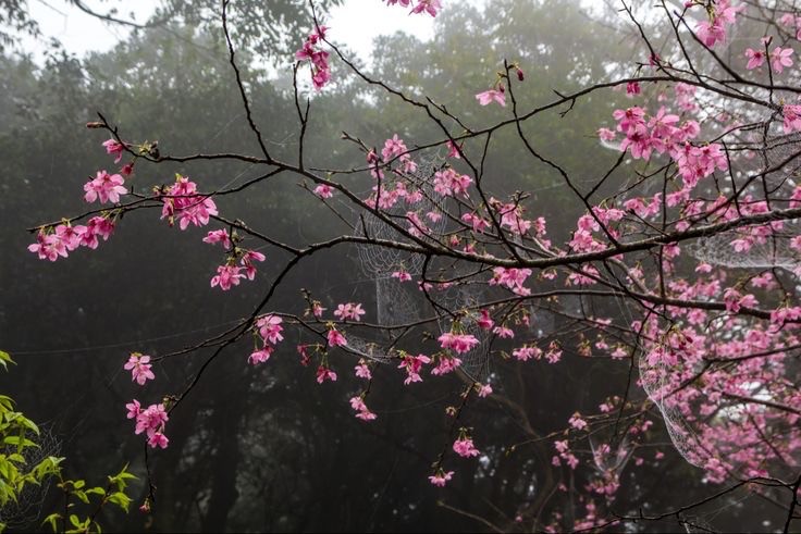 Create meme: Sakura bloom, sakura blossomed in the botanical garden, Sakura is blooming