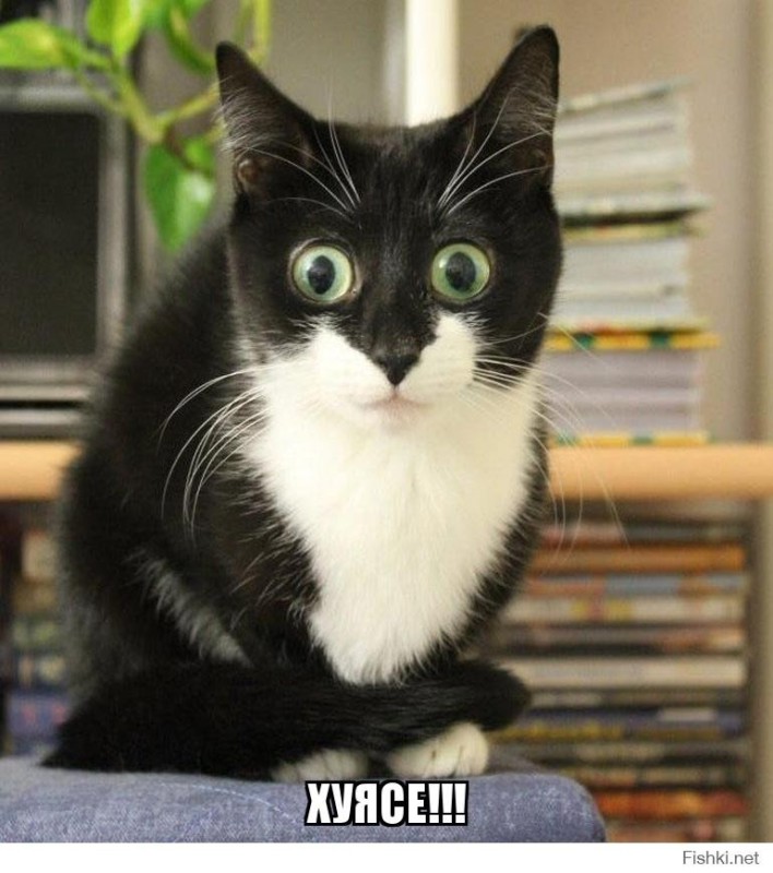 Create meme: kitty , surprised cat, cat 