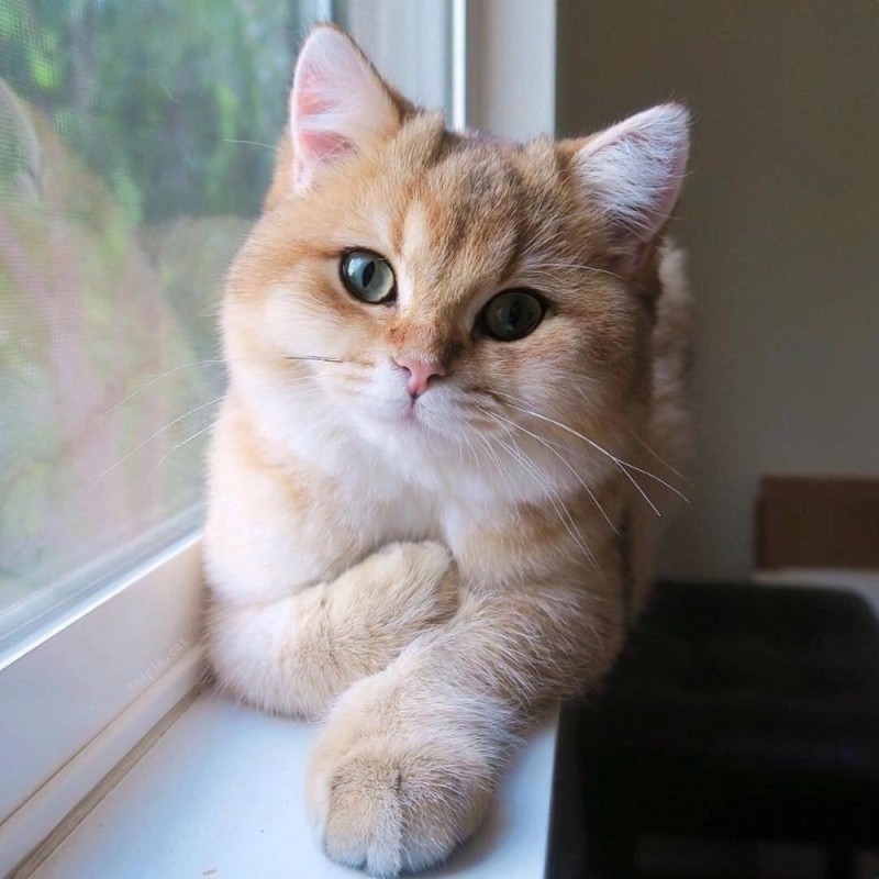 Create meme: golden chinchilla cat, cute cats , cat 