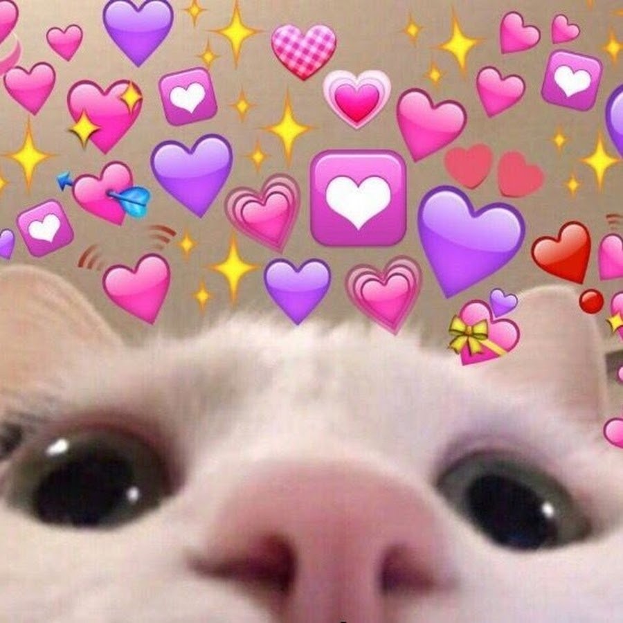 Create Meme Cute Cats With Hearts Cute Kittens With Hearts Cute Cats