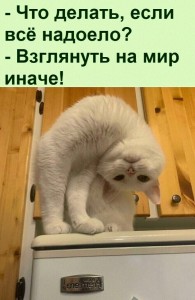 Create meme: funny cat, cats, funny pictures of animals