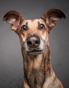 Create meme: dog portrait, funny dog, funny dog