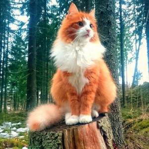 Create meme: beautiful red cat Norwegian forest, Norwegian forest cat in a forest, Norwegian forest cat