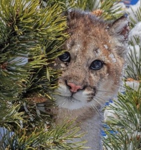 Создать мем: кугуар, покажите, lion cub