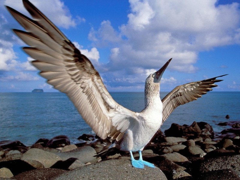 Create meme: Golovanova gannets , The blue-footed booby bird, the booby bird