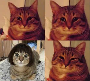Create meme: memes with cats, cats, meme cat