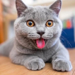 Create meme: British cat, funny cat, British Shorthair