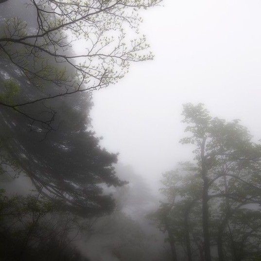 Create meme: solid fog, Fog fog, forest fog