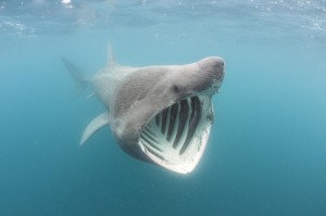 Создать мем: гигантская акула м человек, колоссальная акула, новая зеландия