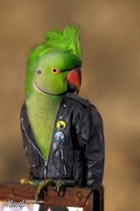 Create meme: parrot parrot, Alexandrian parrot, parrot