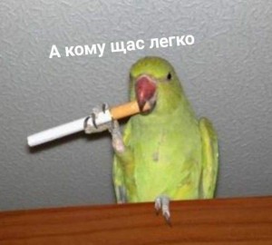 Create meme: parrot, Alexandrine parrot