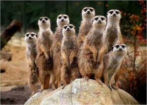 Create meme: meerkat animal, meerkats, meerkat