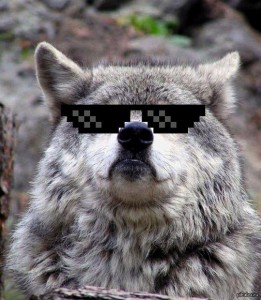 Create meme: memes wolf, meme wolf, proud wolf meme