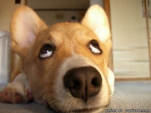 Создать мем: милые щенки, rolling eyes, ученая собака