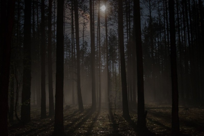 Create meme: background gloomy forest, forest , night forest