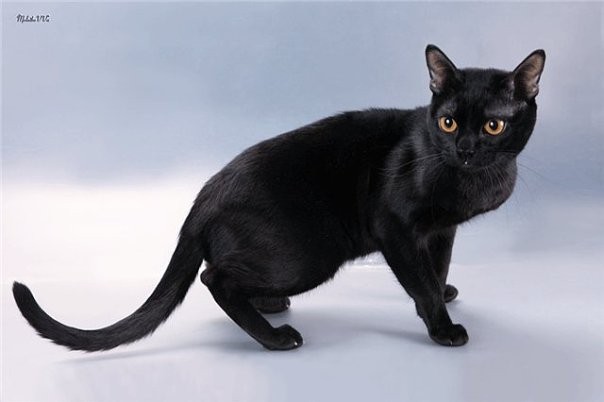 Create meme: bombay cat, bombay cat breed, Bombay Burmese