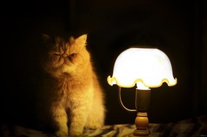 Create meme: it's time to fucking stories, time fucking stories, cat and lamp
