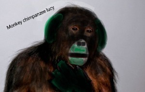 Create meme: A chimpanzee with glasses, little chimpanzee, chimpanzees 