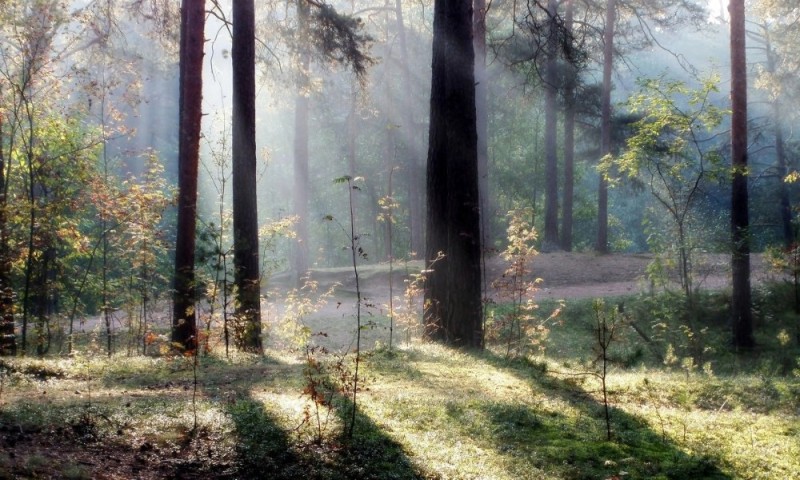 Create meme: morning in a pine forest, in the pine forest, dawn in the pine forest