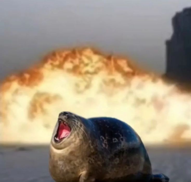 Create meme: cat on the background of an explosion, fatty seal, seal 