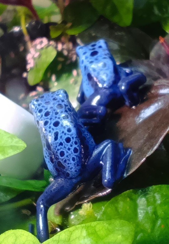 Create meme: frog spotted tree climber, blue frog, The poisonous frog tree climber