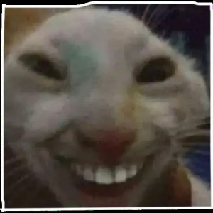 Create meme: cat with teeth, funny animal faces, seals