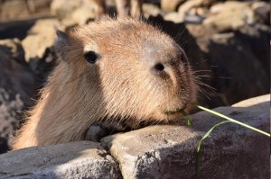 Create meme: capybara, gopher, kapibara