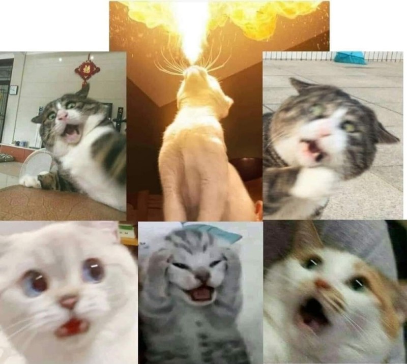 Create meme: cat meme , cats from memes, screaming cats memes